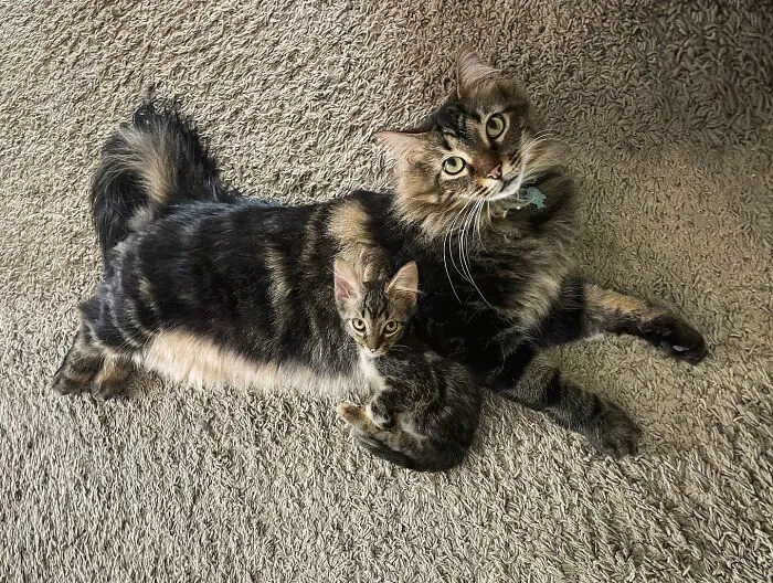 “Seeing Double Edits”: 34 Animals Meet Their Younger Selves In Adorable Photo Edits