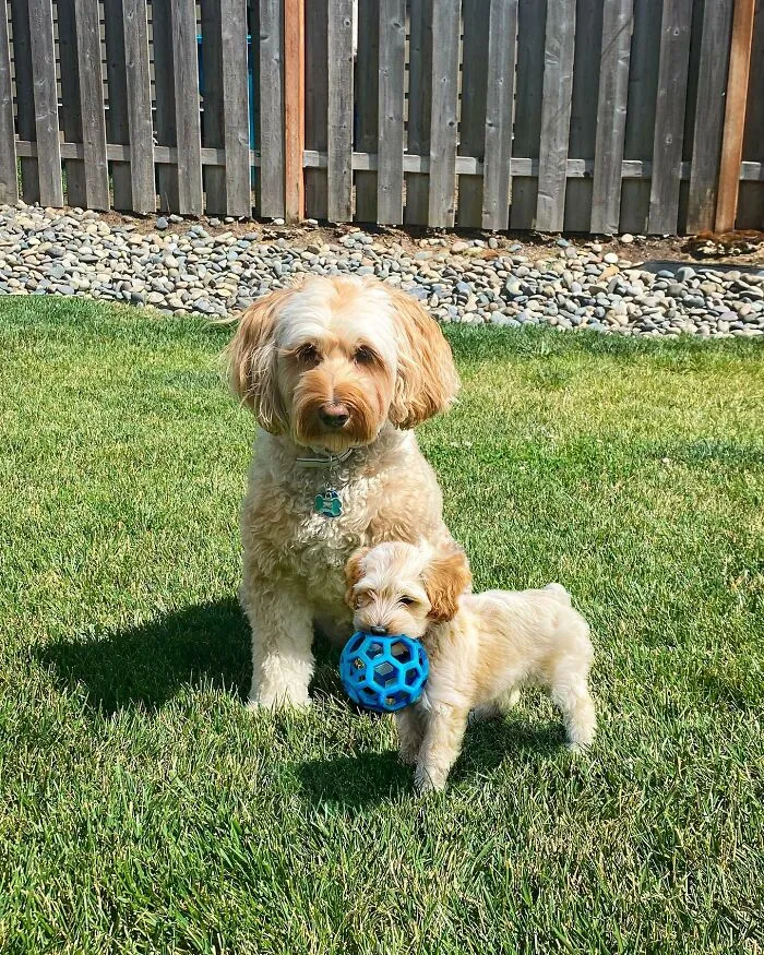 “Seeing Double Edits”: 34 Animals Meet Their Younger Selves In Adorable Photo Edits
