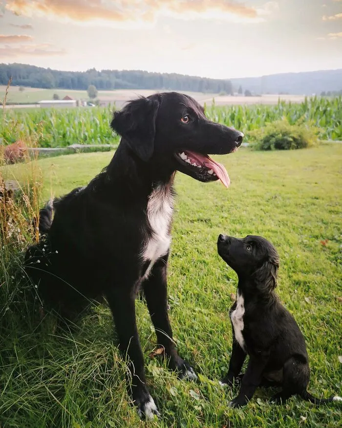 “Seeing Double Edits”: 34 Animals Meet Their Younger Selves In Adorable Photo Edits