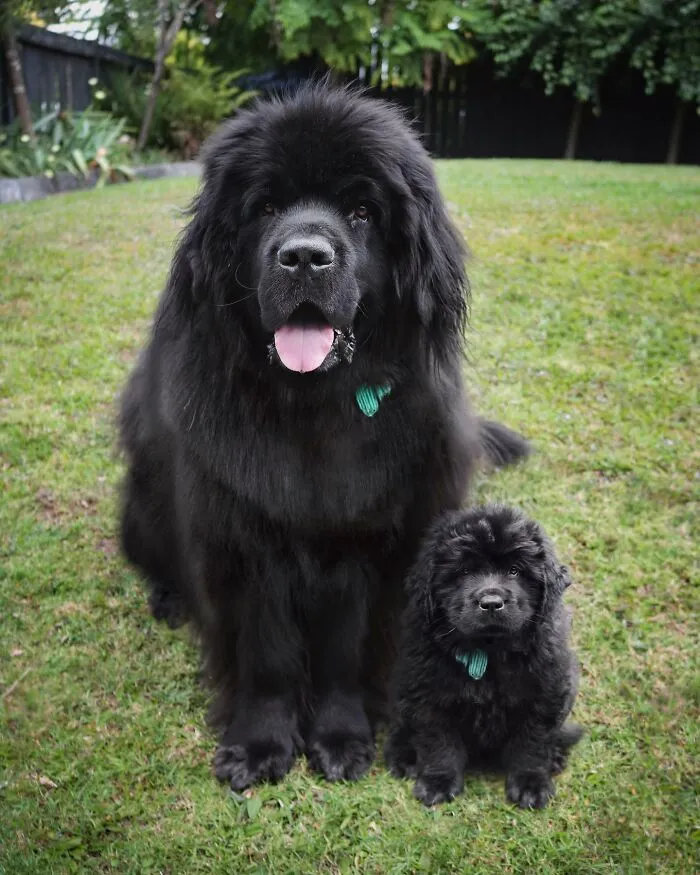 “Seeing Double Edits”: 34 Animals Meet Their Younger Selves In Adorable Photo Edits