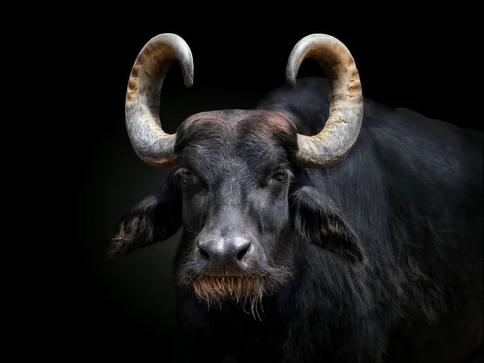 This Photographer Takes Captivating Portraits Of Wild Animals (32 New Pics)