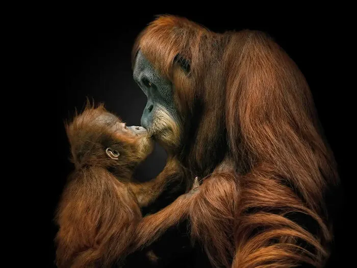 This Photographer Takes Captivating Portraits Of Wild Animals (32 New Pics)