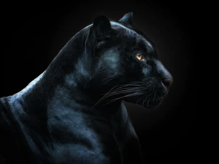 This Photographer Takes Captivating Portraits Of Wild Animals (32 New Pics)
