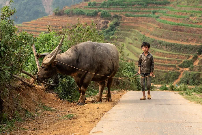 Young Boy With His Water Buffalo On His Way To Plough The Rice Fields In Mu Cang Chai, Vietnam