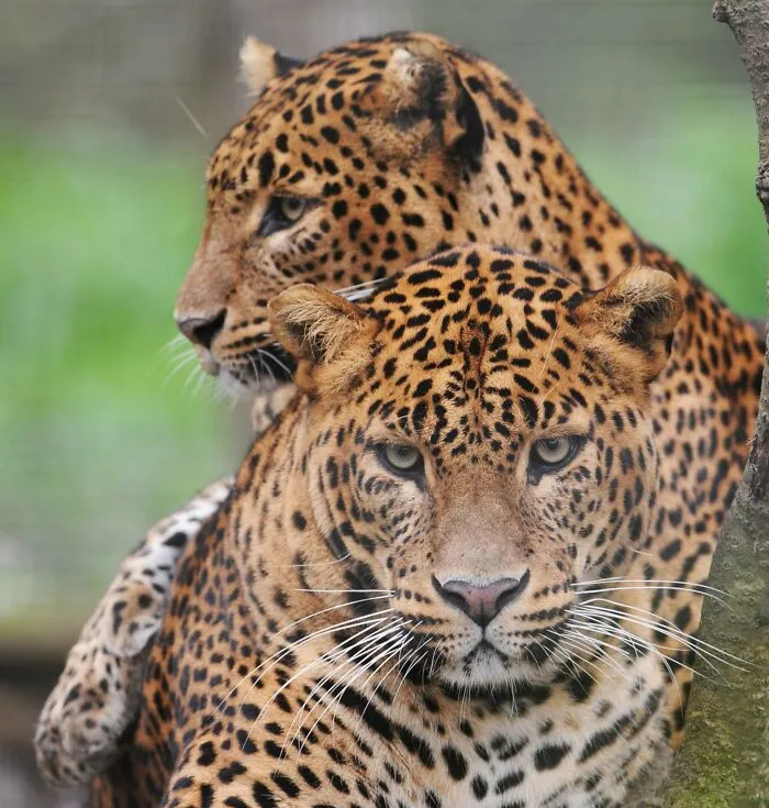 Jaguars