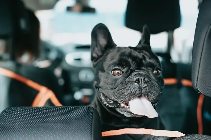 38 Dog Owners Share The Real Cons Of Having Them As Pets In This Online Thread