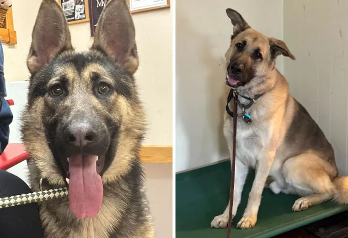 The Dog I Was Going To Adopt vs. The Dog I Actually Adopted