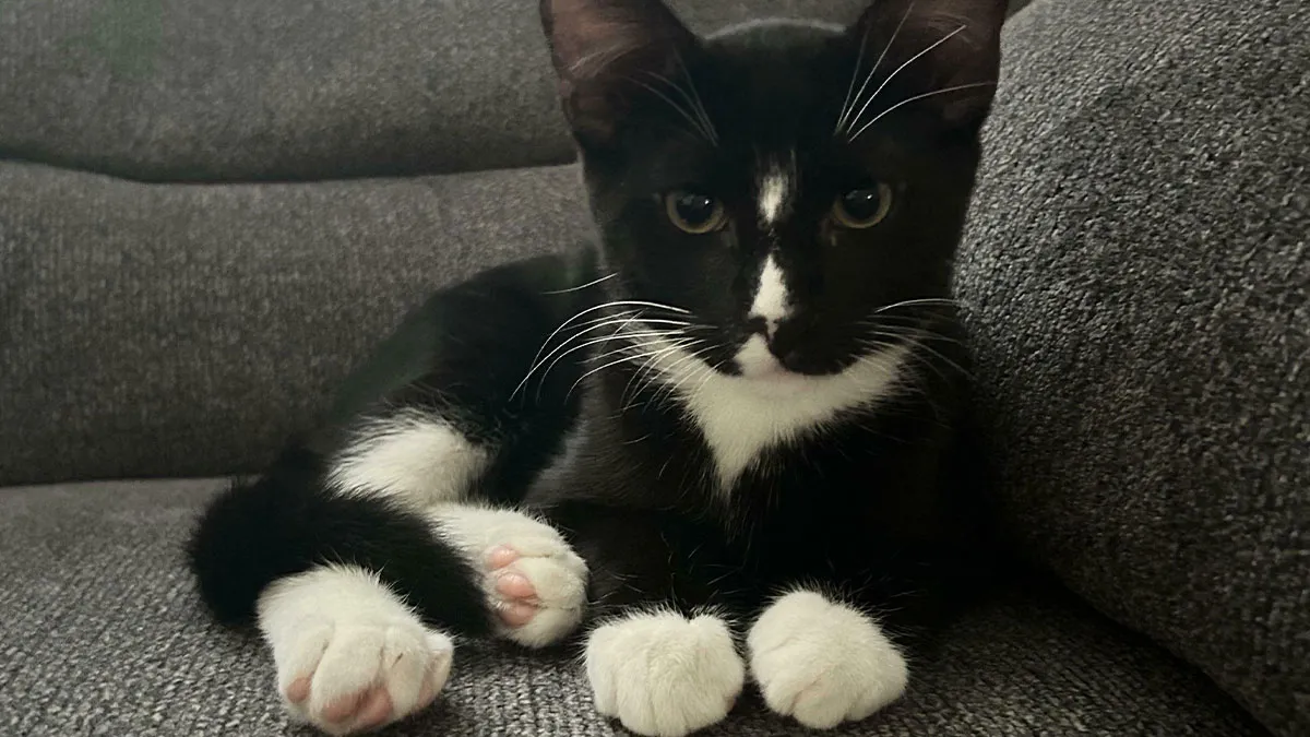 50 Adopted Animals That Are Finally Showered With Love, And It Shows (August Edition)
