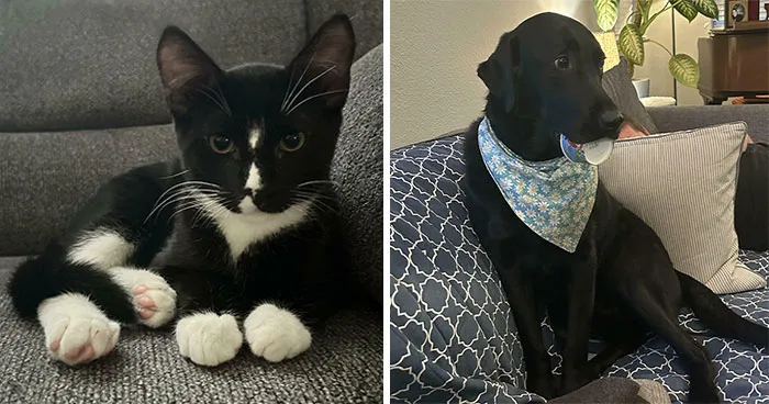 50 Adopted Animals That Are Finally Showered With Love, And It Shows (August Edition)