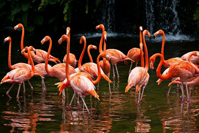 Flamingos