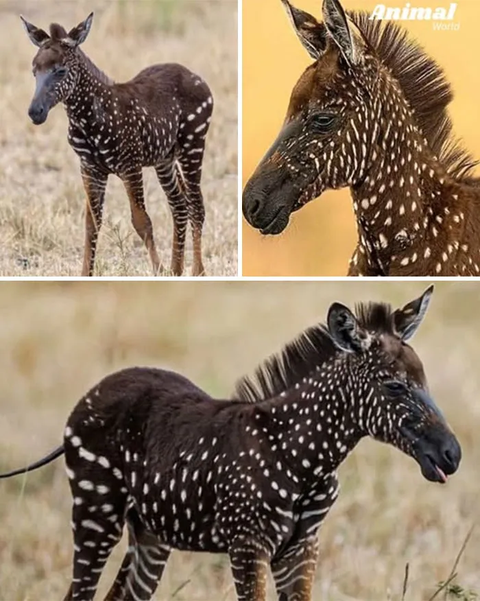 Tira – The First Spotted Zebra