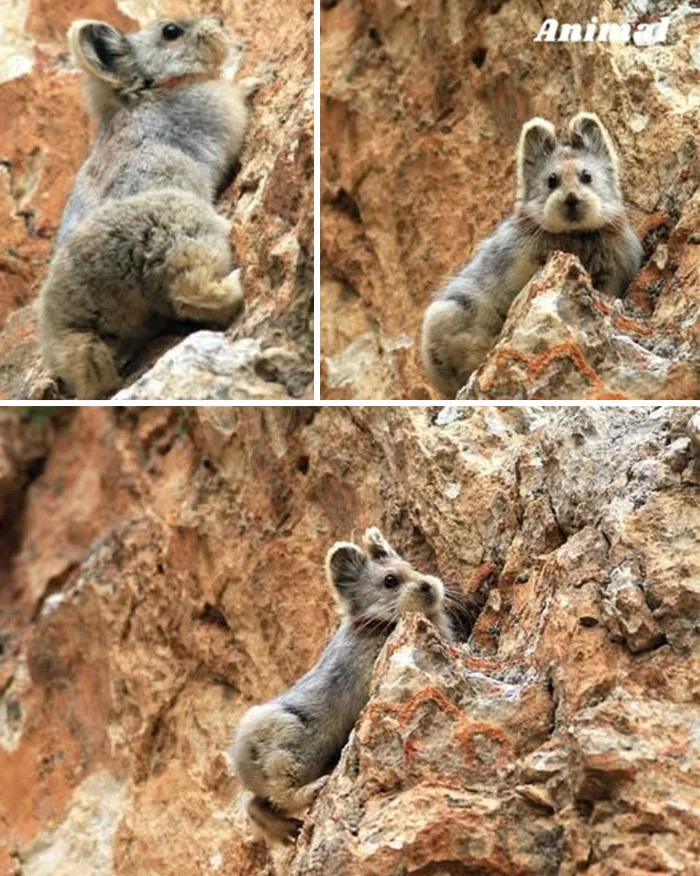 Eli Pika – The Tiny Mountain Bear Of The Alps
