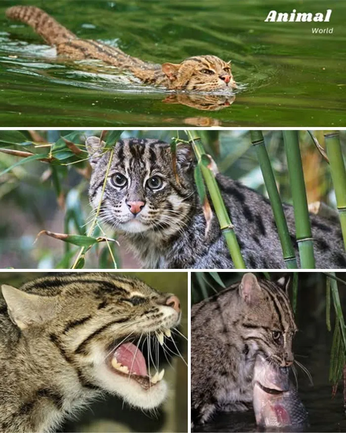 Fishing Cat – The Feline Fisher Of Asia’s Wetlands
