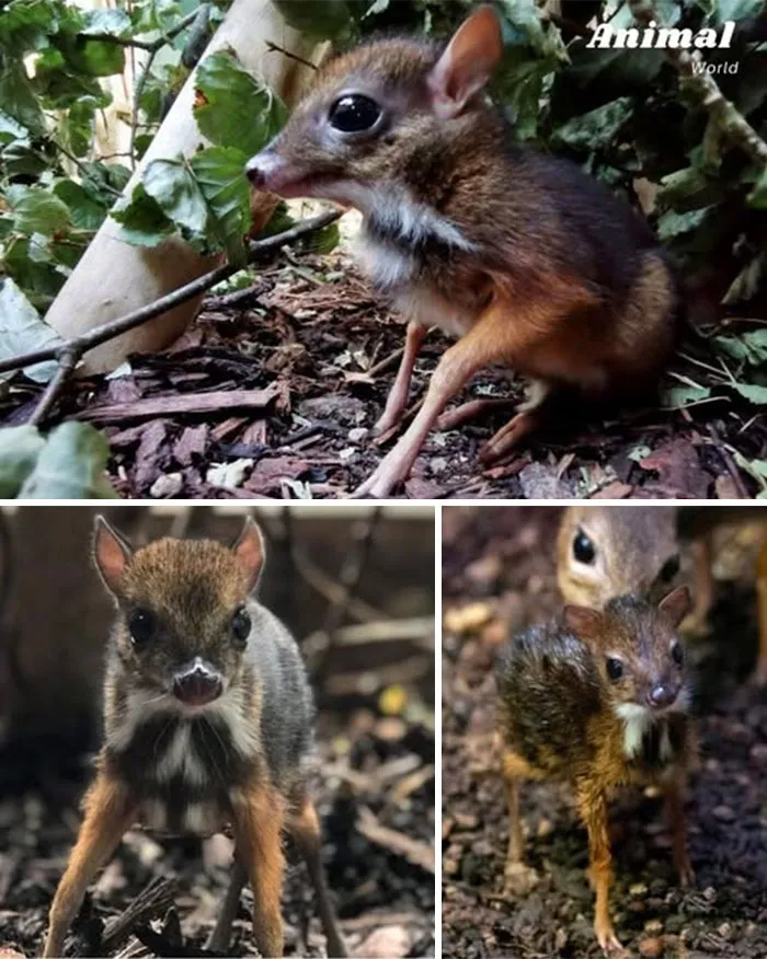 A One Day Old Mouse Deer – Nature’s Tiny Deer Wonder