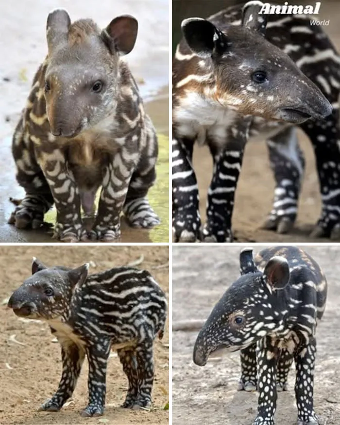 Baby Malayan Tapir – The Little Watermelon Of The Jungle