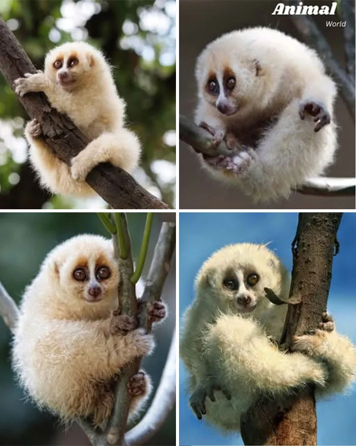 Slow Loris – The Gentle, Venomous Primate