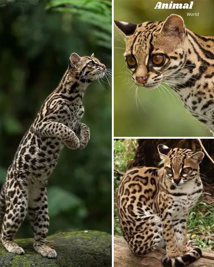 Margay – The Acrobat Of The Rainforest