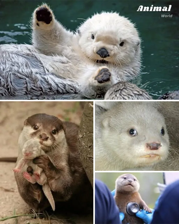 White Otter Cubs – The Rare Arctic Gems