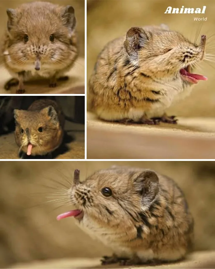 Elephant Shrew – The Cutest Nose In The Animal Kingdom