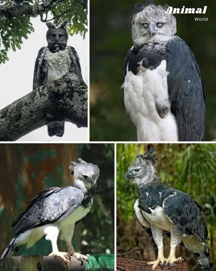 Harpy Eagle – The Apex Raptor Of The Rainforest