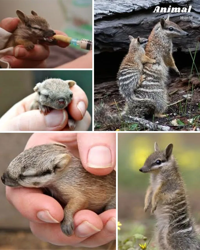 Baby Numbat – The Striped Ant-Eating Wonder