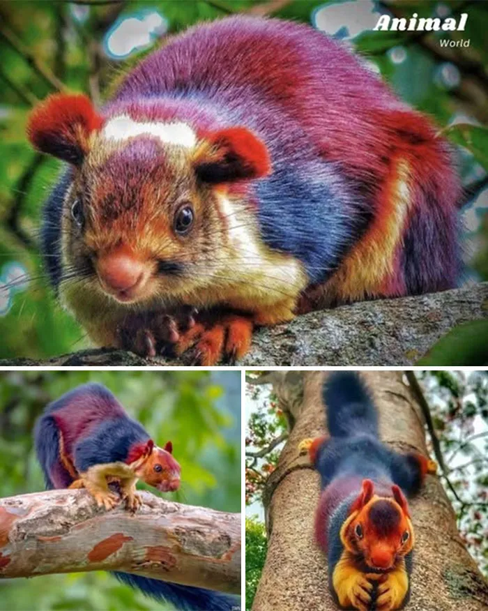 Malabar Giant Squirrel – The Forest’s Colorful Acrobat