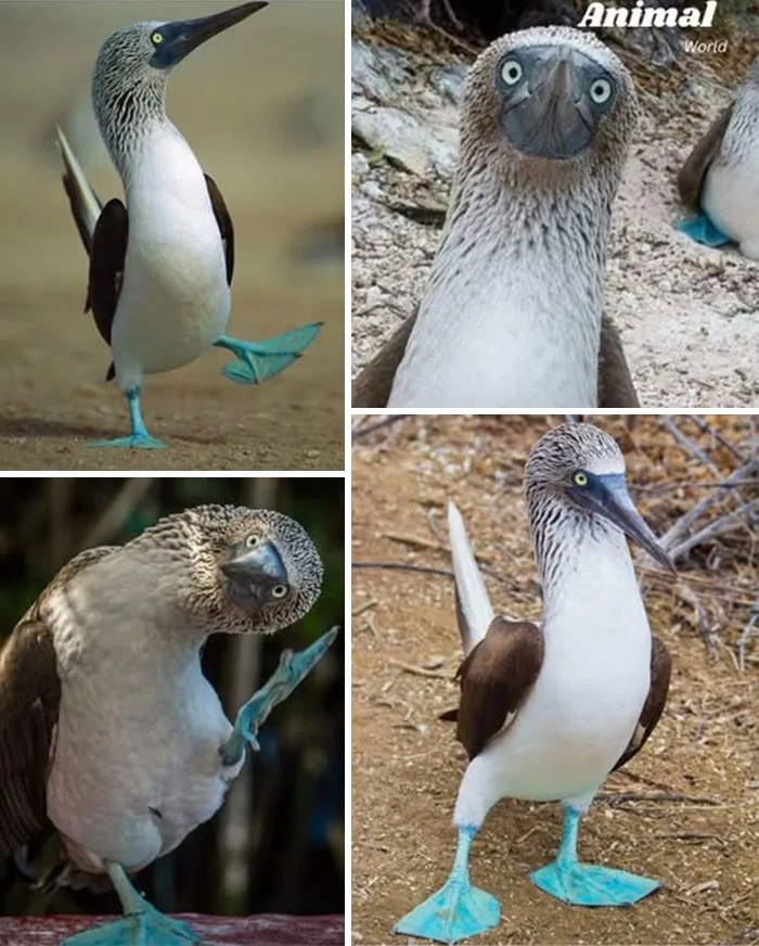 Blue-Footed Booby – The Seabird With Dancing Blue Feet