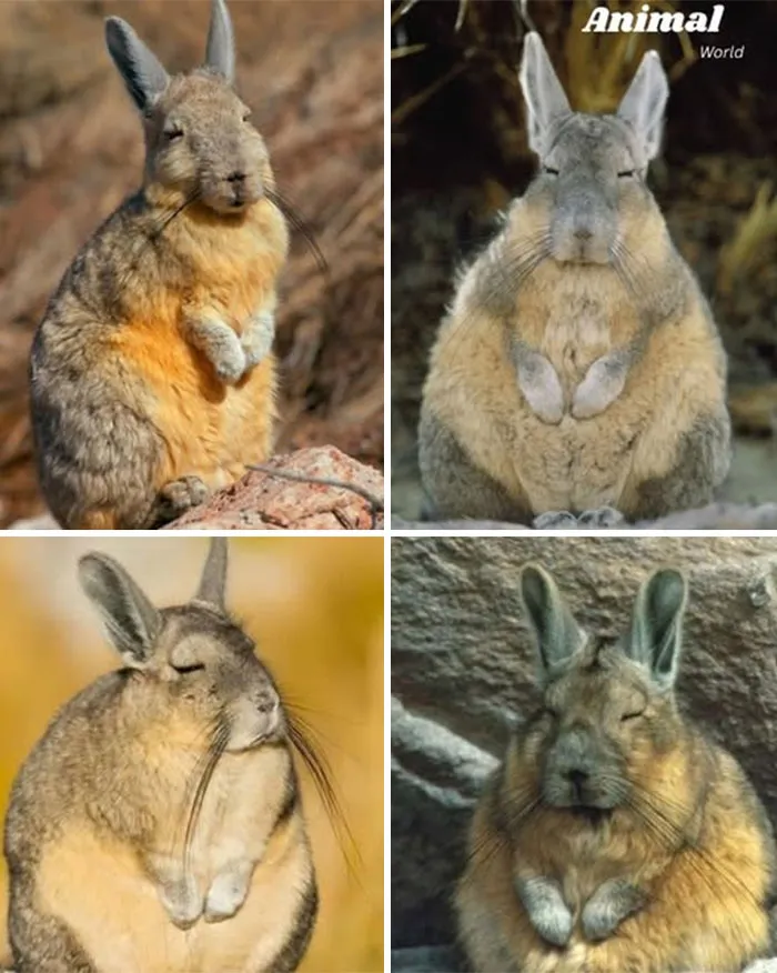 Southern Viscacha – The Shy Cliff Dweller Of The Andes