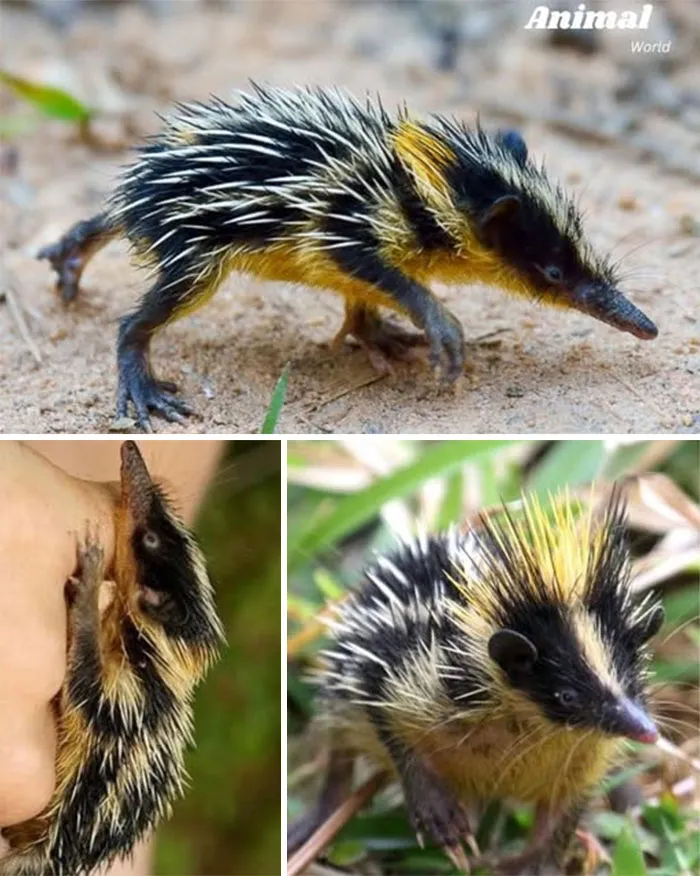 Streaked Tenrec – The Hedgehog’s Cousin From Madagascar