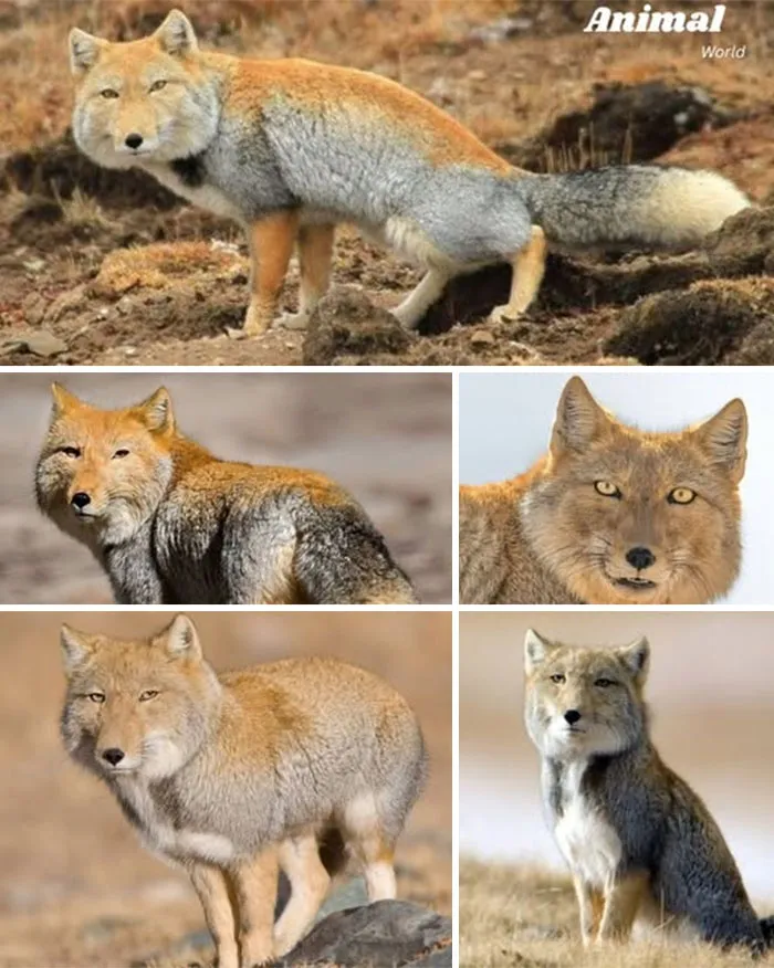 Tibetan Fox – The Stoic Sentinel Of The Plateau