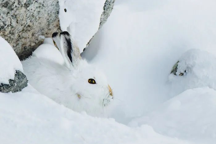 Mountain Hare