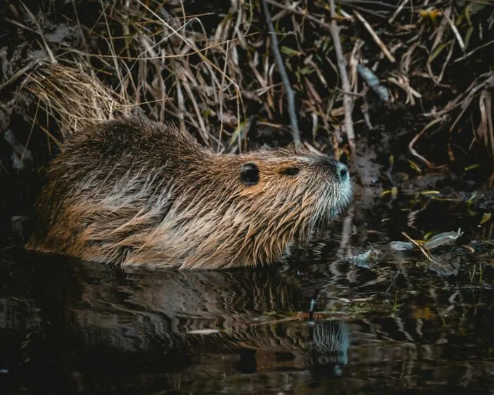 Beavers : The Meticulous Architects Of The Wild