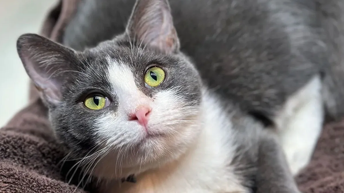 50 Before-And-After Photos Of Cats That Found Their Forever Homes
