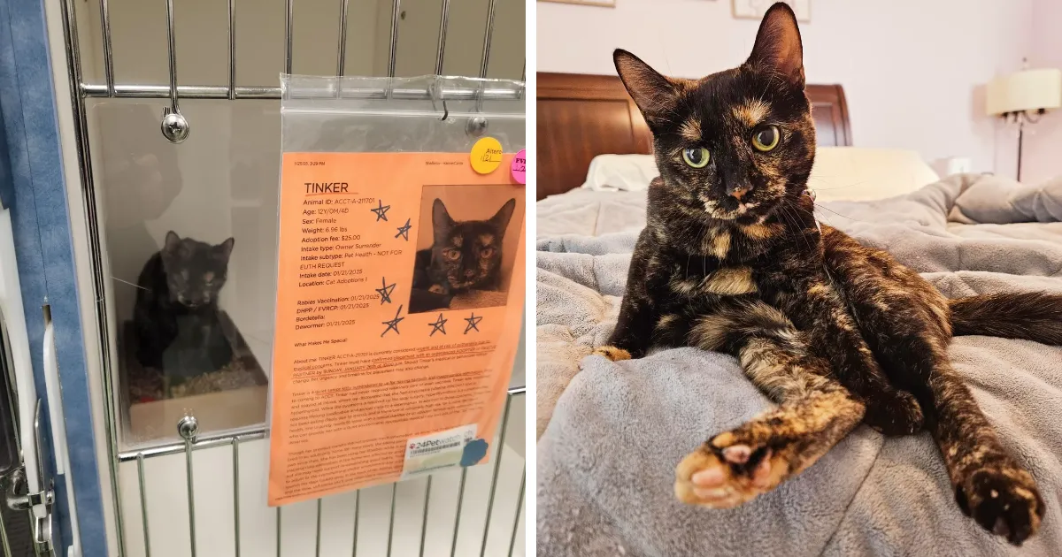 21 Conmovedoras fotos de gatos antes y después de ser adoptados