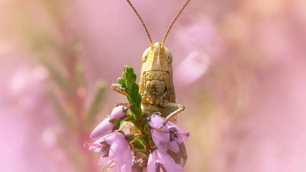 50 Stunning Macro Photos That Reveal The Beauty In Tiny Details