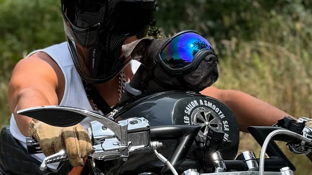Meet Harley, The Bull Terrier Who Lives For Motorcycle Adventures