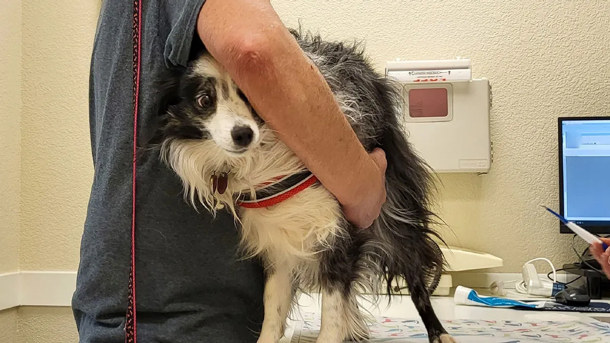 “He Was Shocked”: Psycho BF Lies About GF’s Dog, Doesn’t Realize She Knows Everything