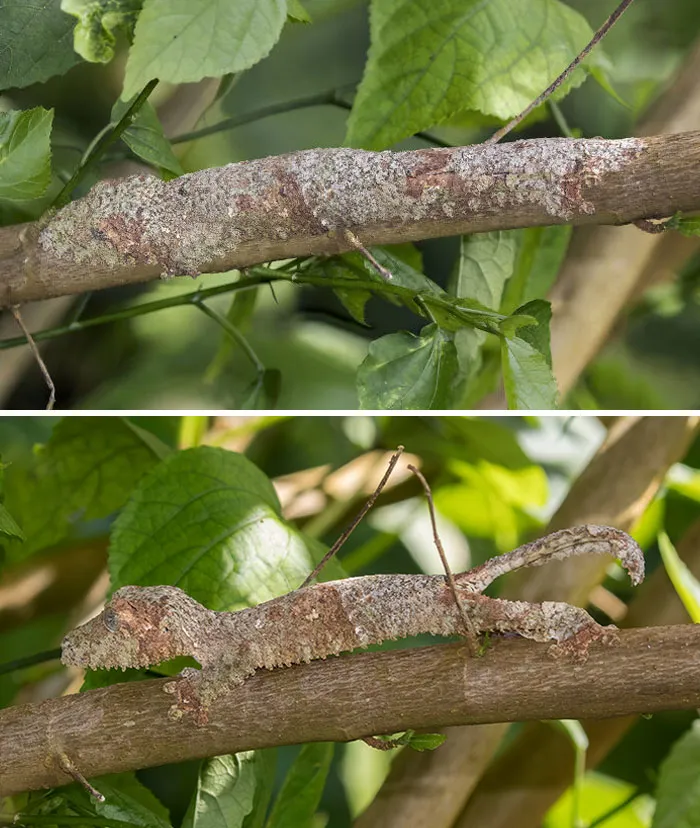 Uroplatus Sikorae, Commonly Referred To As The Mossy Leaf-Tailed Gecko Or The Southern Flat-Tail Gecko, Is A Species Of Lizard In The Family Gekkonidae