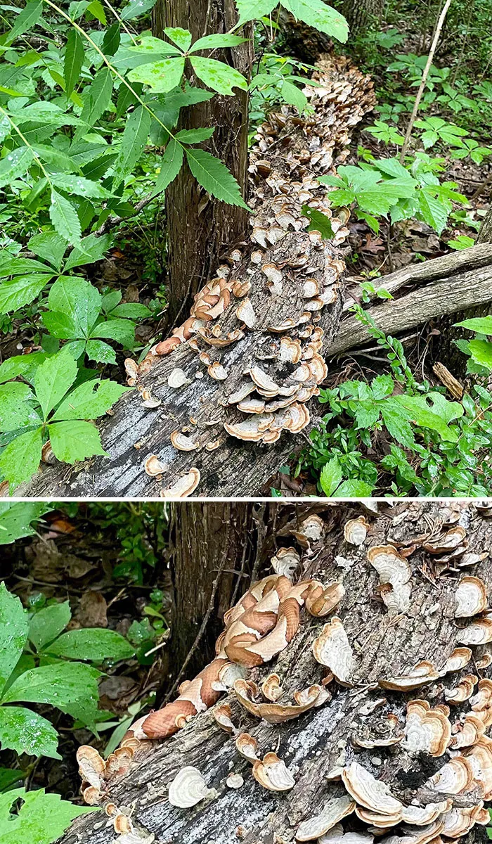The Camouflage On This Copperhead Snake I Found In North Texas