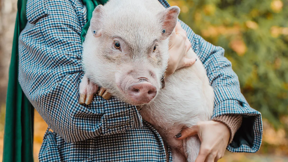 Mom Of The Bride Told She Can’t Bring Her Pet Pig To The Wedding, Does It Anyway And Ruins It