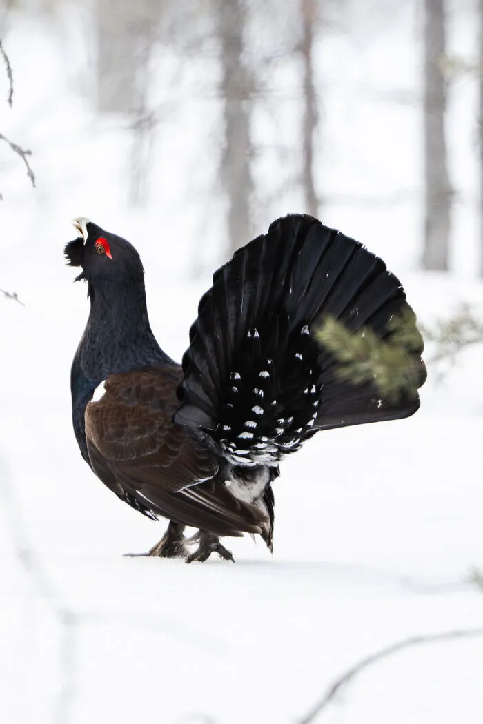 Capercaillie
