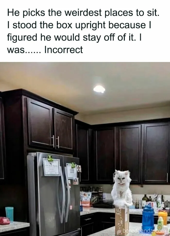 50 Times Cats Committed The Most Annoying Crimes But People Just Couldn’t Be Mad At Them (New Pics)