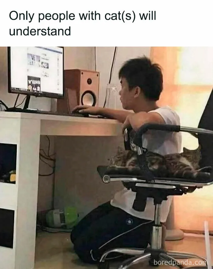 50 Times Cats Committed The Most Annoying Crimes But People Just Couldn’t Be Mad At Them (New Pics)