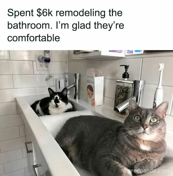 50 Times Cats Committed The Most Annoying Crimes But People Just Couldn’t Be Mad At Them (New Pics)