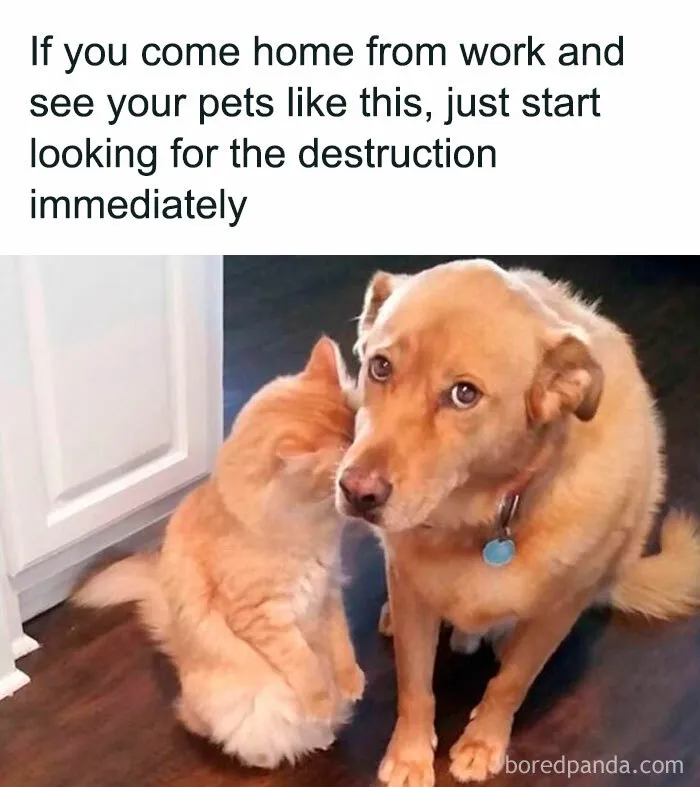 50 Times Cats Committed The Most Annoying Crimes But People Just Couldn’t Be Mad At Them (New Pics)