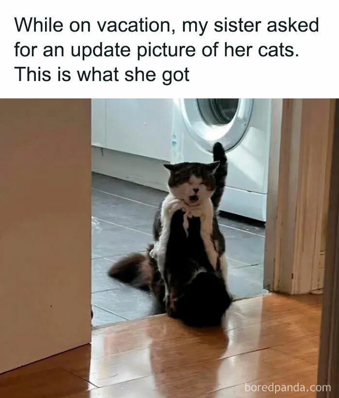 50 Times Cats Committed The Most Annoying Crimes But People Just Couldn’t Be Mad At Them (New Pics)