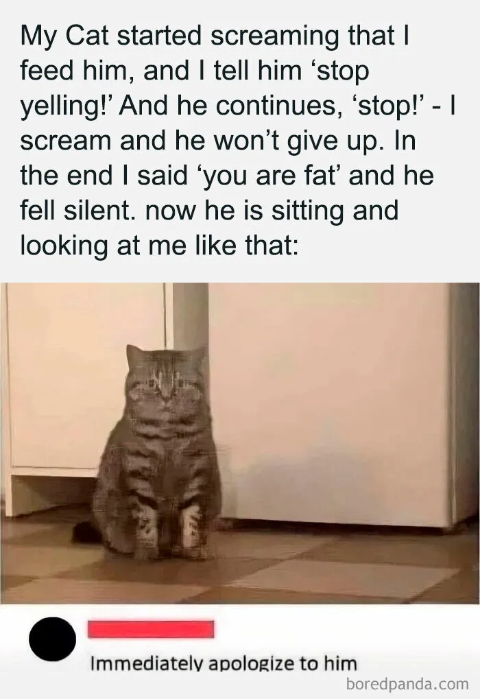 50 Times Cats Committed The Most Annoying Crimes But People Just Couldn’t Be Mad At Them (New Pics)