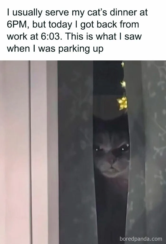 50 Times Cats Committed The Most Annoying Crimes But People Just Couldn’t Be Mad At Them (New Pics)