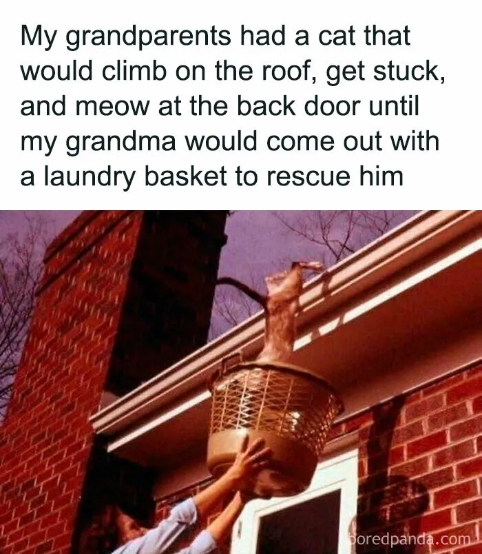 50 Times Cats Committed The Most Annoying Crimes But People Just Couldn’t Be Mad At Them (New Pics)