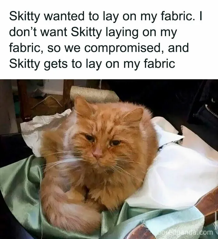 50 Times Cats Committed The Most Annoying Crimes But People Just Couldn’t Be Mad At Them (New Pics)
